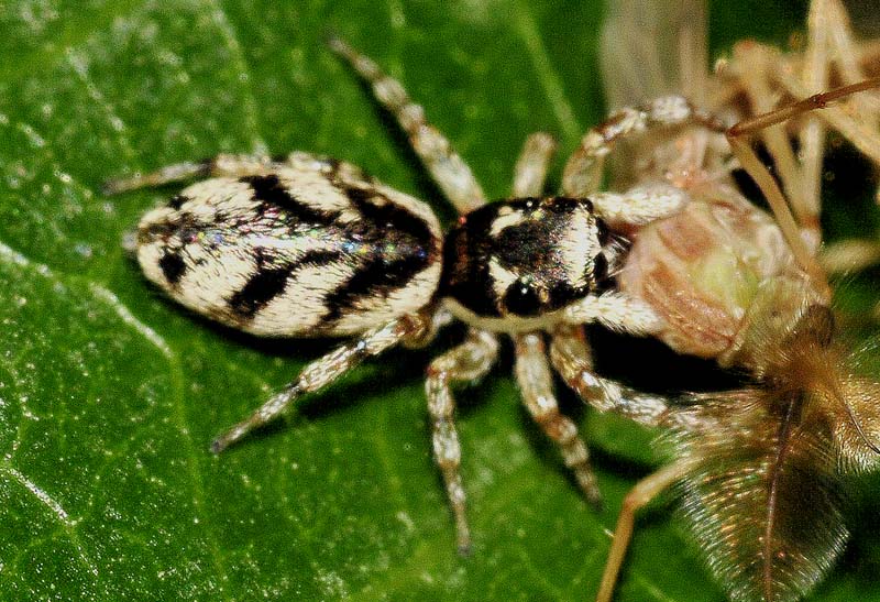 Salticus sp. - Oasi Naturalistica di Manzolino (MO)